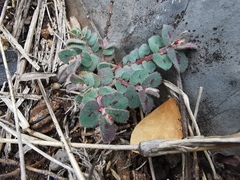 Euphorbia velleriflora
