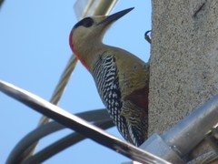 Melanerpes superciliaris