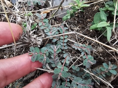 Euphorbia velleriflora