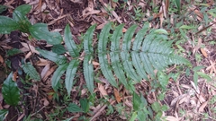 Dryopteris scottii