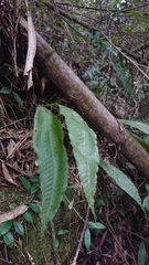 Microsorum membranaceum