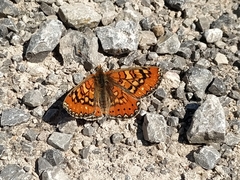 Euphydryas desfontainii