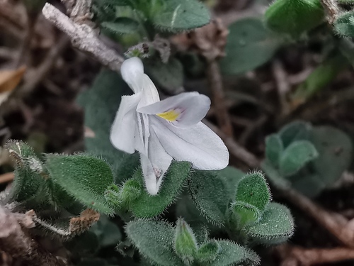 How to identify Carlowrightia torreyana Wassh.