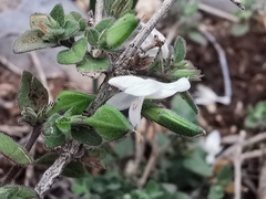 Carlowrightia torreyana