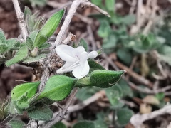 Carlowrightia torreyana