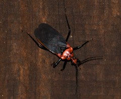 Rhiginia cinctiventris