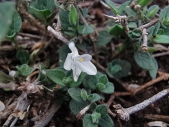 Carlowrightia torreyana