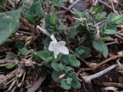 Carlowrightia torreyana