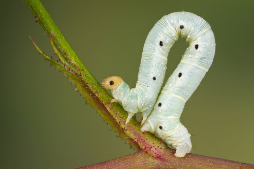 Shoulder-stripe