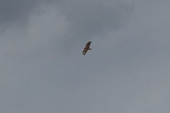 Buteo rufinus
