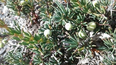 Berberis empetrifolia