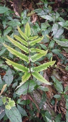 Pteris aspericaulis