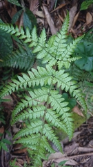 Dryopteris formosana