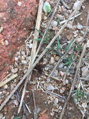 Trochosa ruricoloides