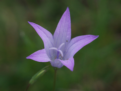 Campanula spatulata