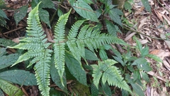 Dryopteris formosana