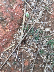 Trochosa ruricoloides