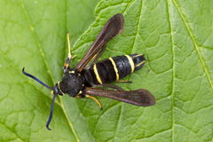 Paranthrene tabaniformis