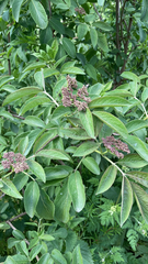 Sambucus nigra