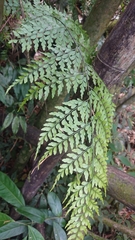 Asplenium neolaserpitiifolium