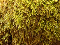 Anomodon longifolius