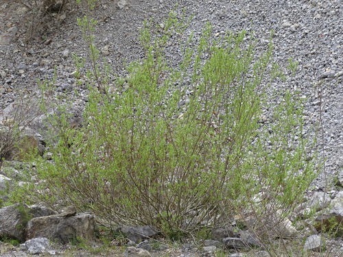 Purple Willow