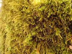 Anomodon longifolius