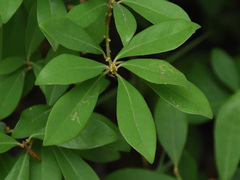 Litsea rotundifolia