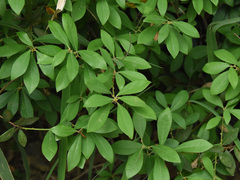 Litsea rotundifolia