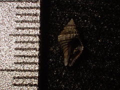 Ocinebrina