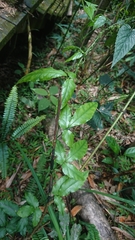 Tetrastigma