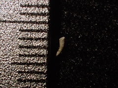 Caecum