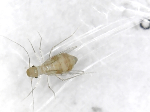 Cave barklouse