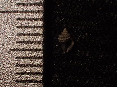 Ocinebrina