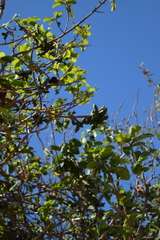 Sapranthus microcarpus