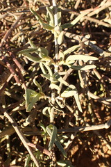 Mesembryanthemoideae