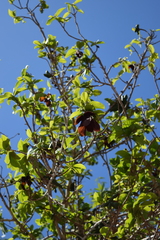 Sapranthus microcarpus