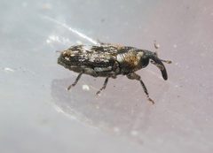 Cosmobaris scolopacea