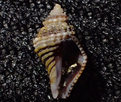 Ocinebrina