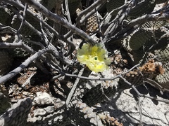 Opuntia rufida