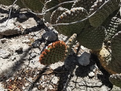 Opuntia rufida
