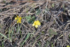 Ranunculus polyrhizos