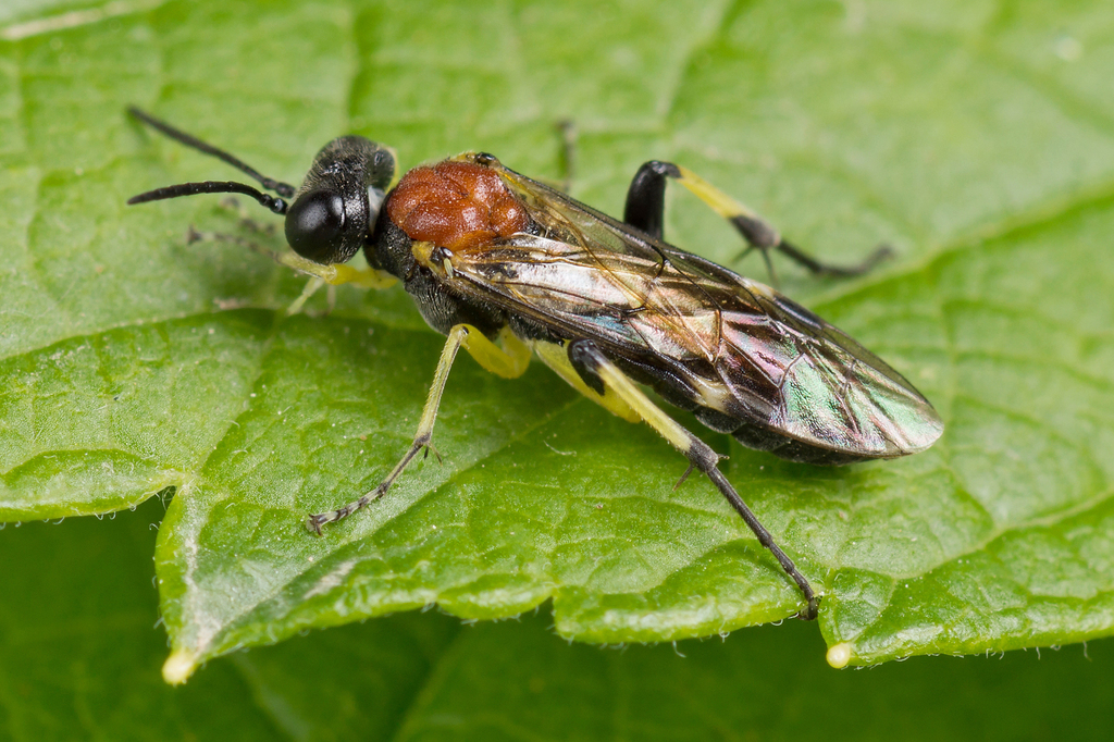 Spurge Strider