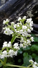 Valeriana lapathifolia