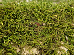 Hygroamblystegium