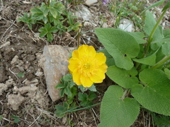 Trollius dschungaricus
