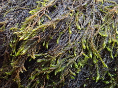 Hygroamblystegium