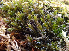 Cinclidotus riparius