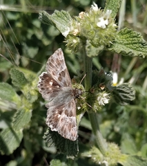 Muschampia baeticus