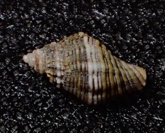 Ocinebrina